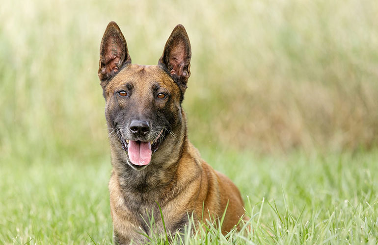 Belgian Malinois