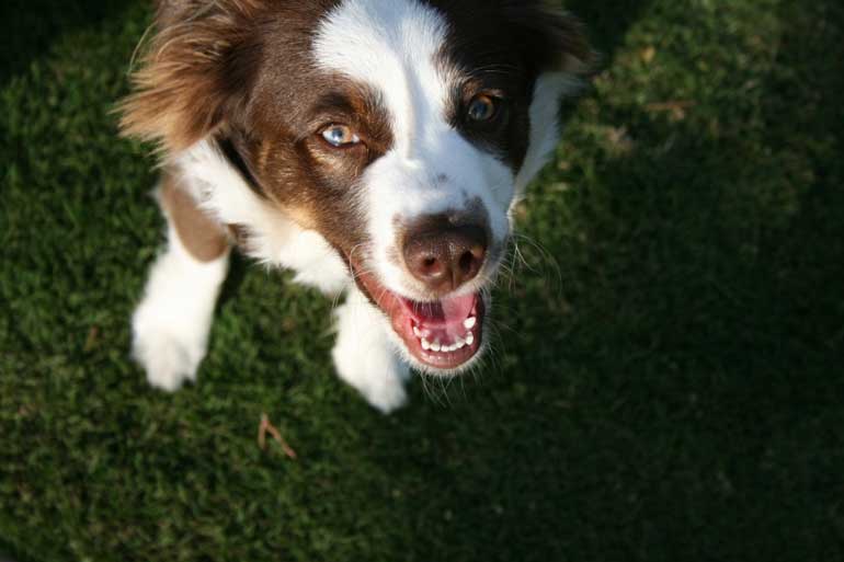 Each dog is different