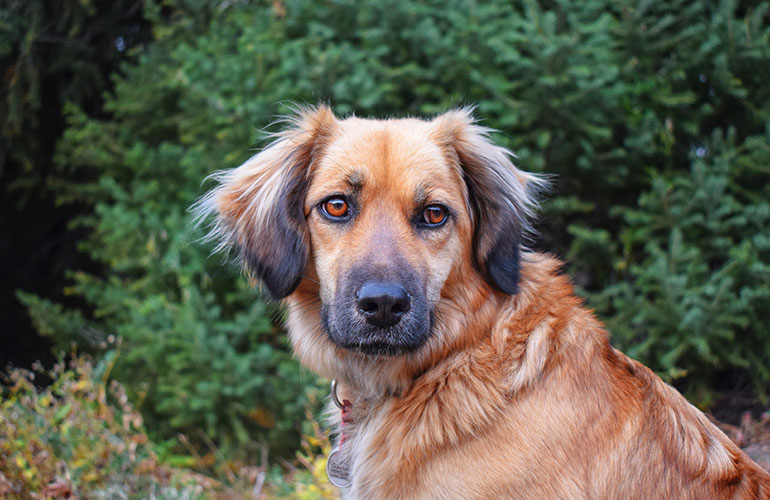 When your dog’s hair stands on end
