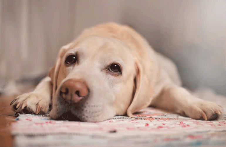 How do dogs express sadness?