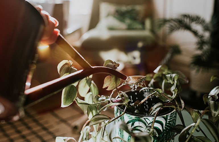 IV for plants