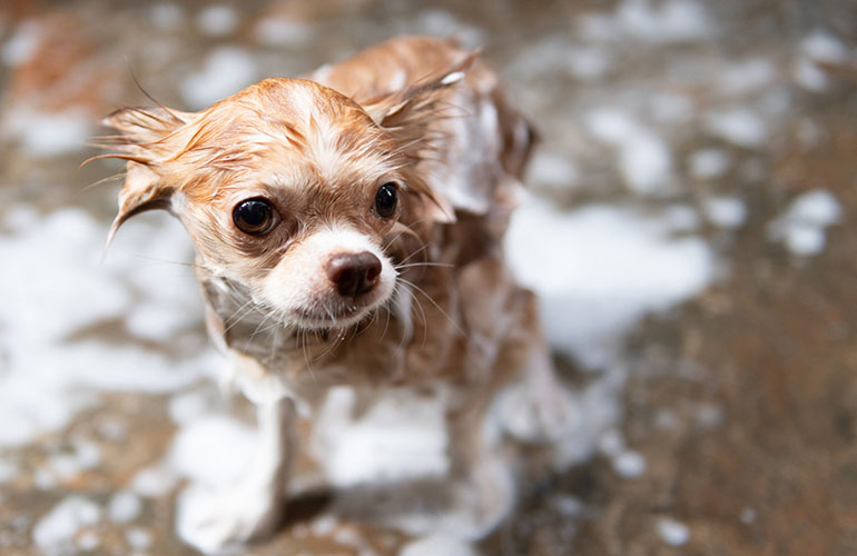 Chihuahua