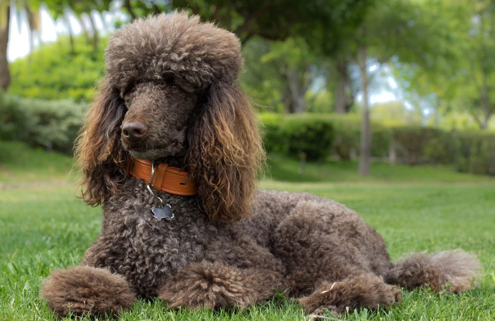 Poodle