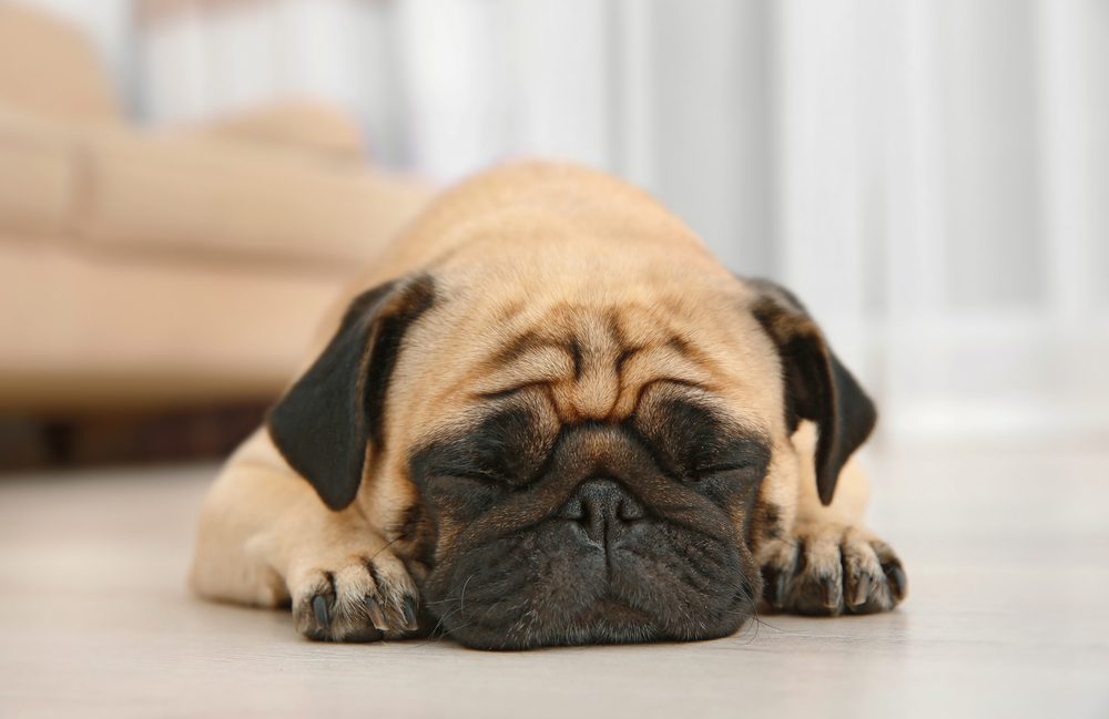 Pug