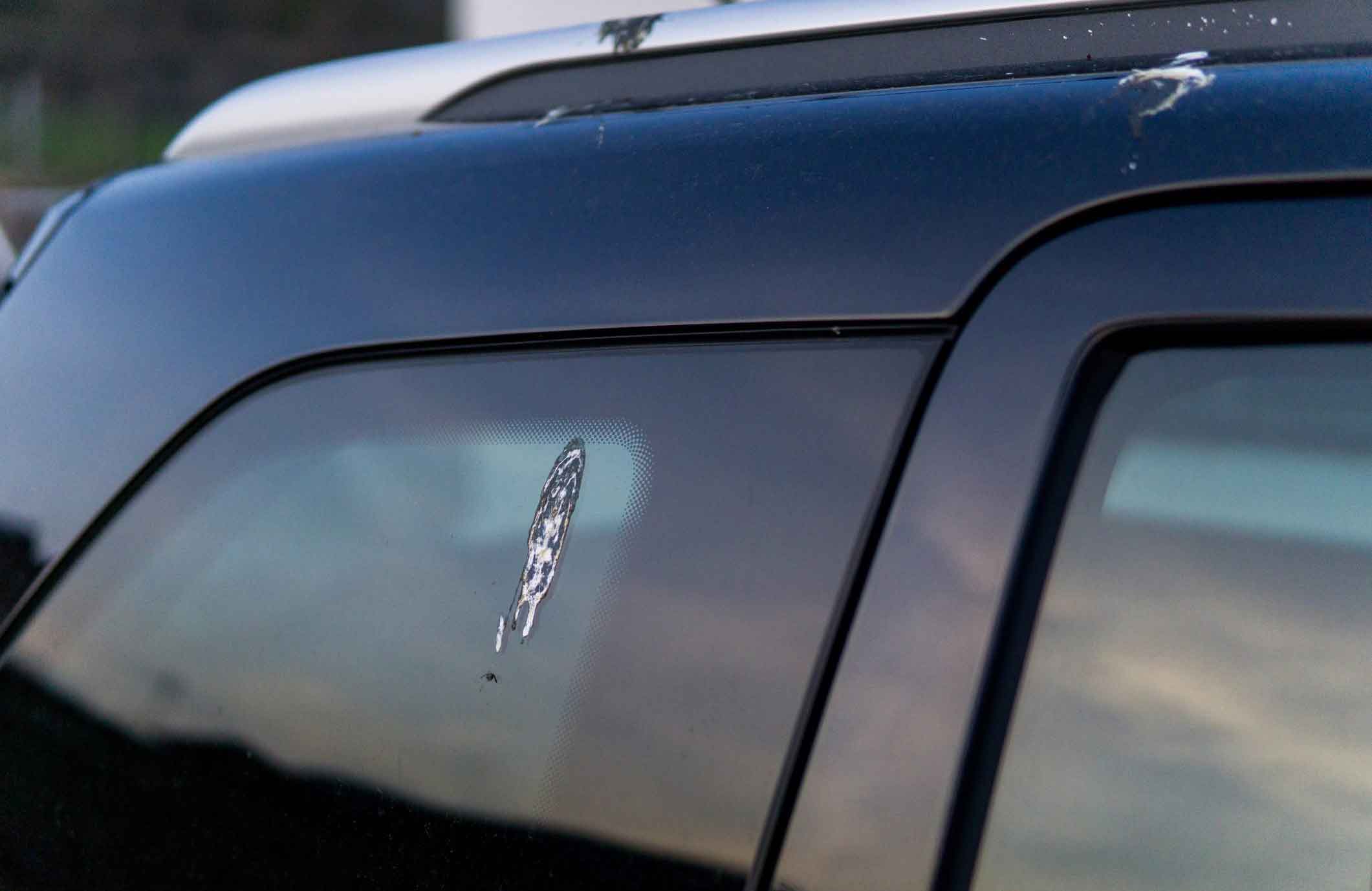 Damage from bird poo