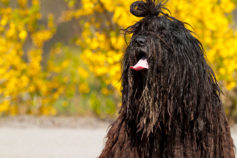 10 strangest looking dog breeds