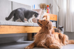 12 cat breeds that get along with dogs
