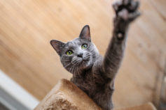 14 best small cat breeds for every family