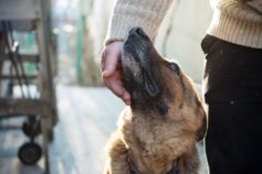 15 surprising benefits of adopting a pound puppy