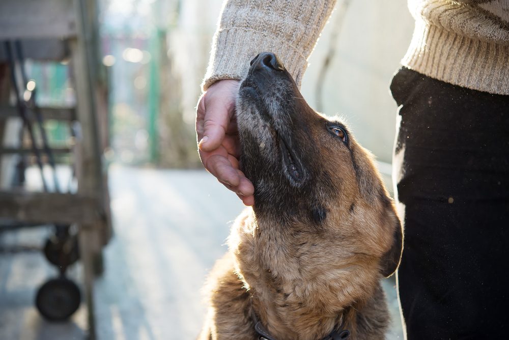 That dog’s really going to love you