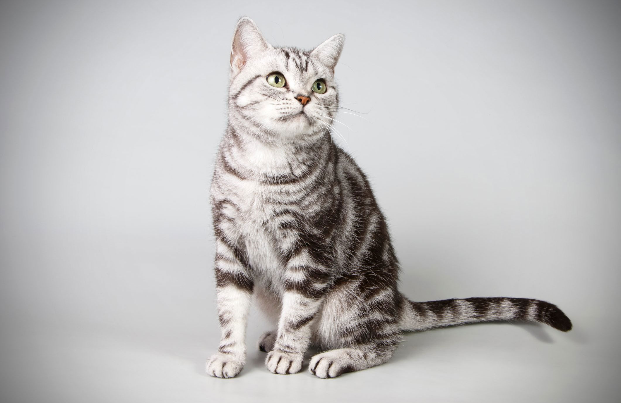 American Shorthair