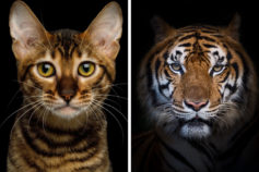 10 cats that look just like tigers