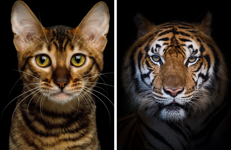 Little cat, big cat