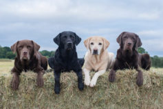 If your dog is this colour, it could live longer