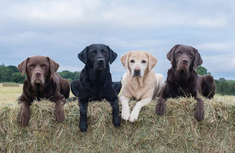 If your dog is this colour, it could live longer