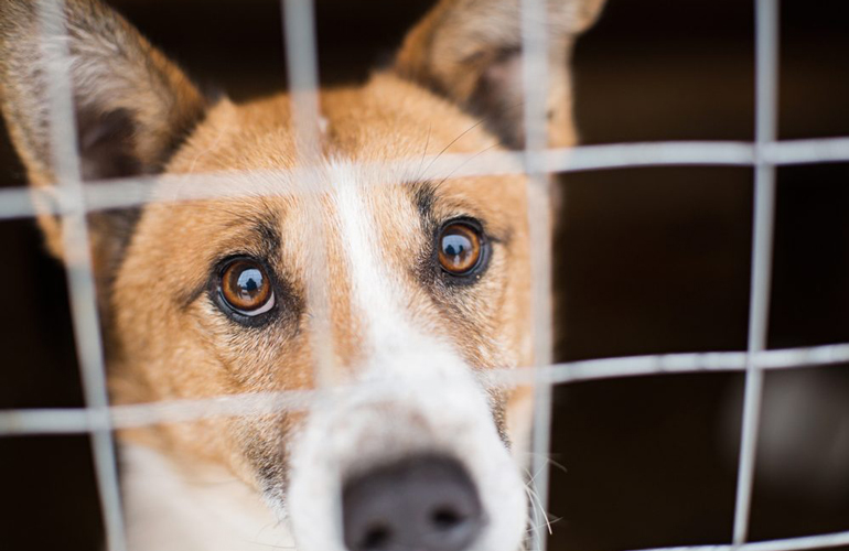 You’re helping dogs