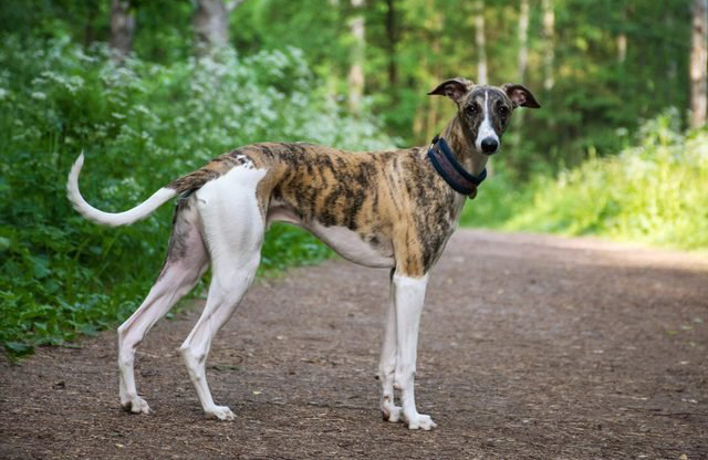 Greyhound
