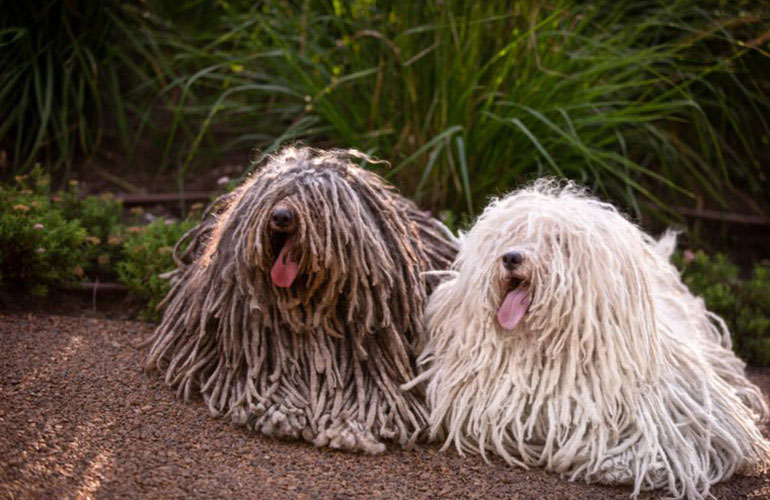 Puli