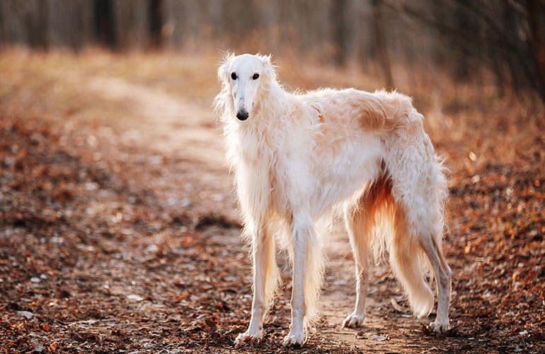 Russian Borzoi