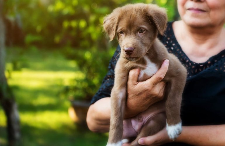 You can adopt a puppy