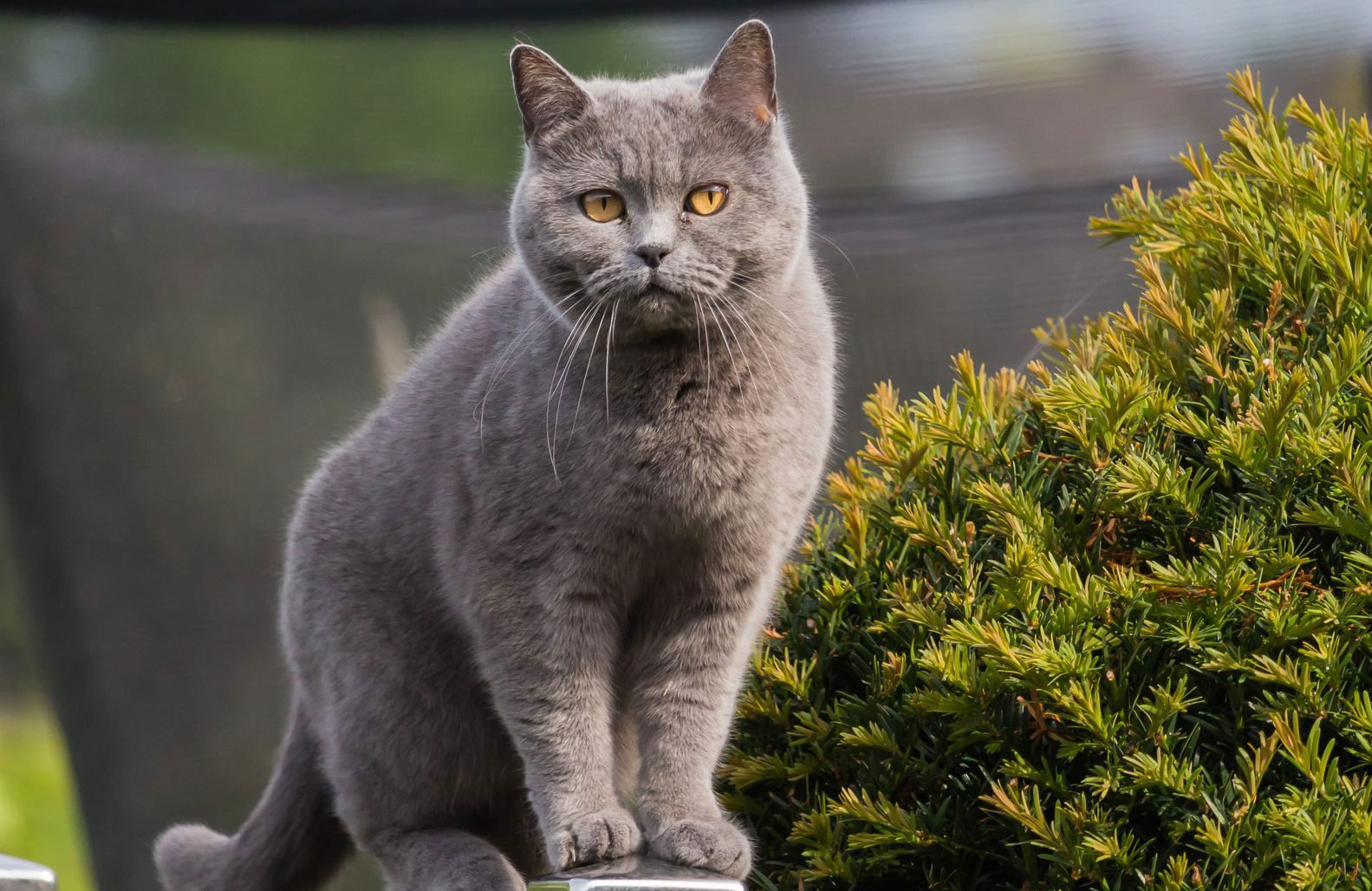 British Shorthair