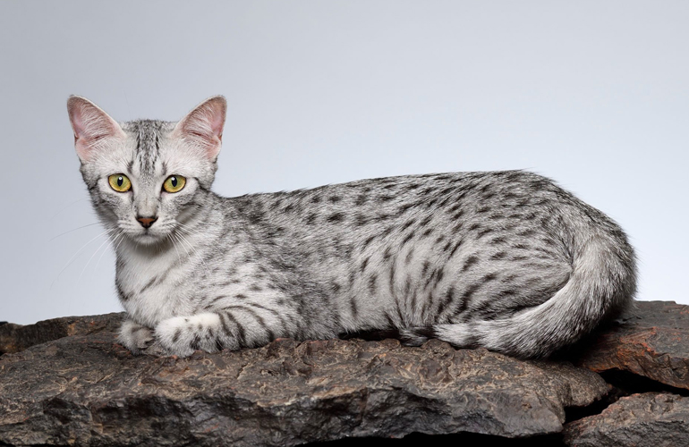Egyptian Mau
