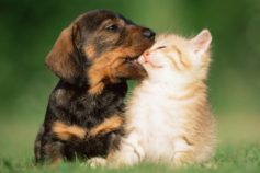 15 sweet photos that prove cats and dogs can be best friends