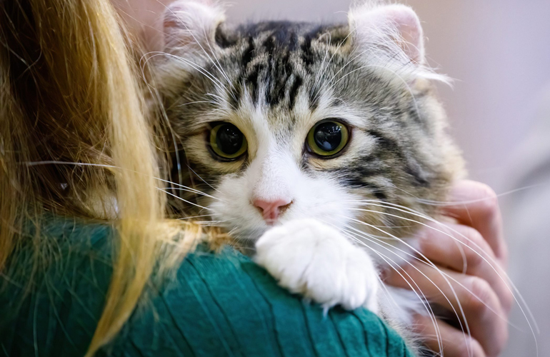 American Curl