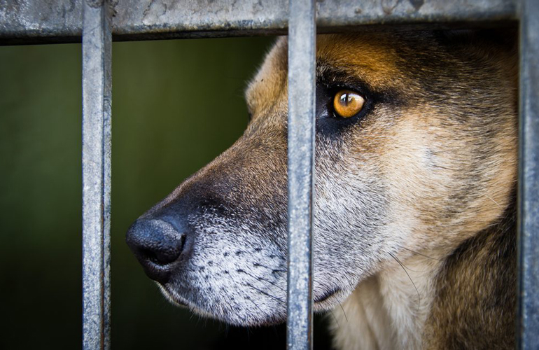 You can adopt a senior dog