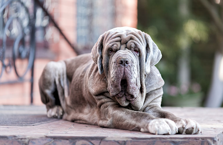 Neapolitan Mastiff