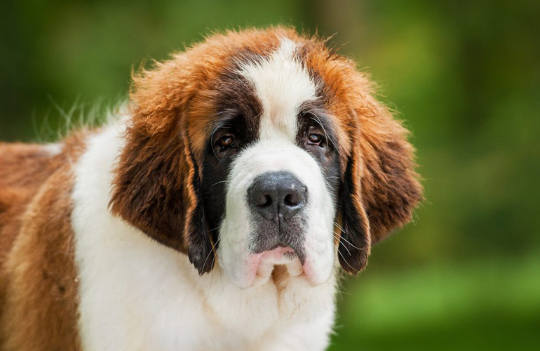 You can even adopt a purebred dog