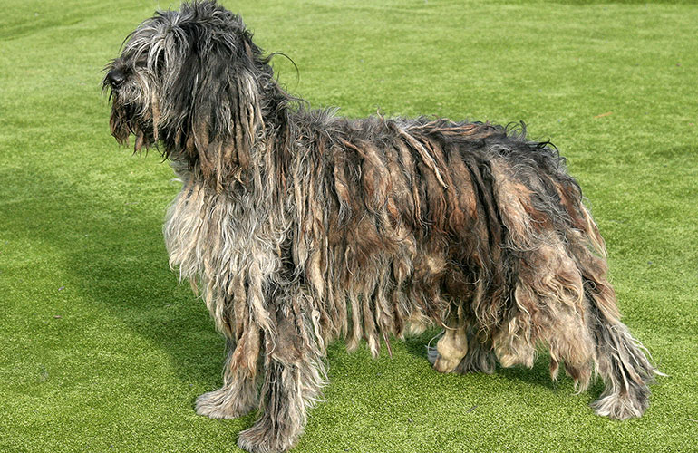 Bergamasco Shepherd