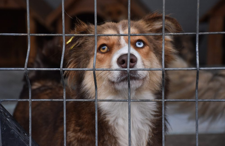 Mixed breeds are great too