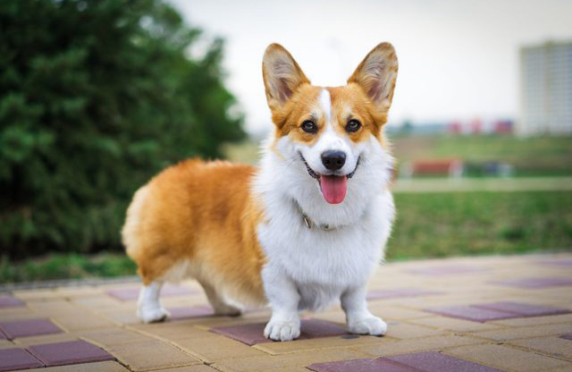 Pembroke Welsh Corgi