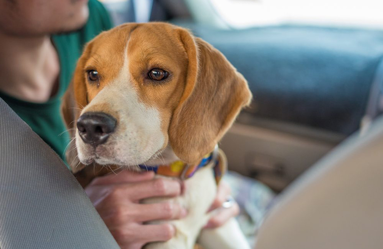 You might have the opportunity to foster