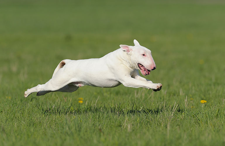 Bull Terrier
