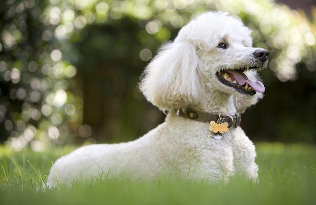 Poodle lovers: Graceful
