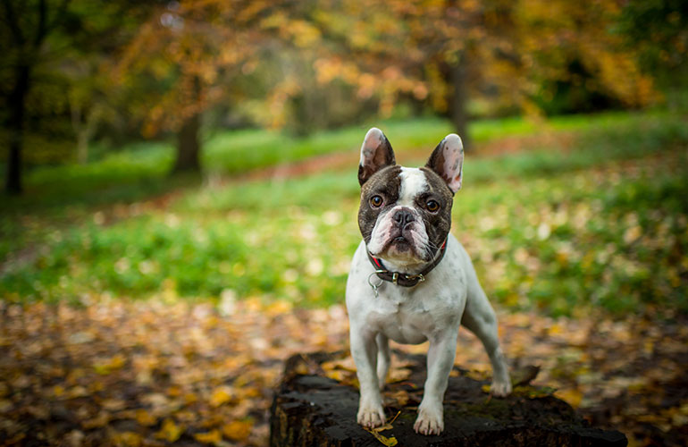 French Bulldog