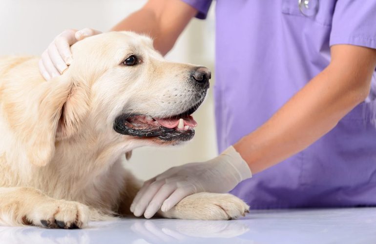 Shelter workers can tell you a lot about the dogs