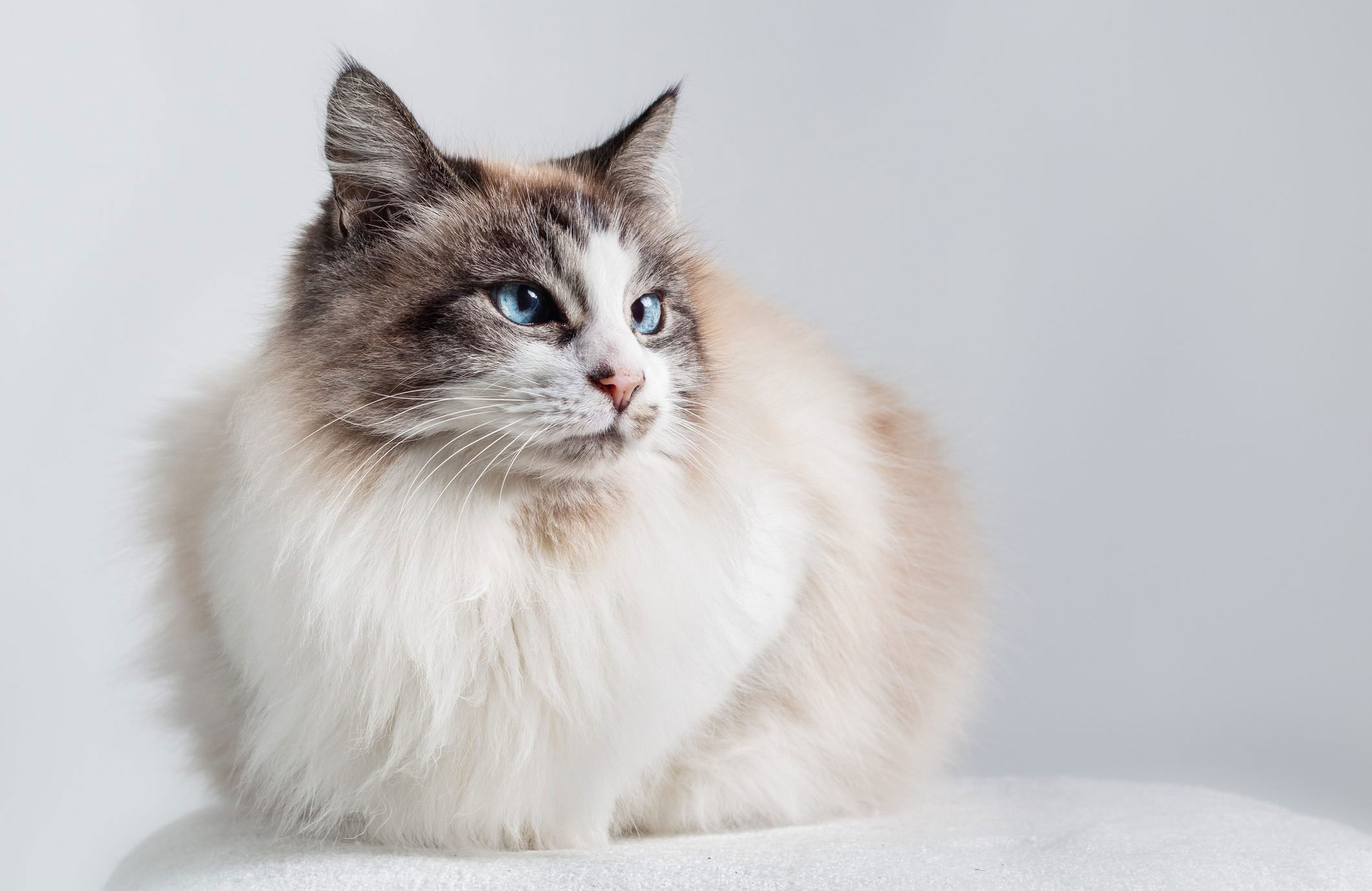 Ragdoll