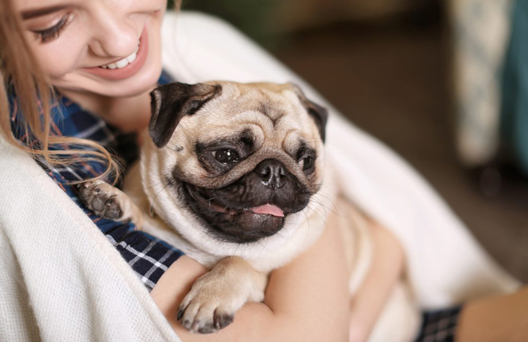 Shelter dogs are cheaper than dogs from reputable breeders