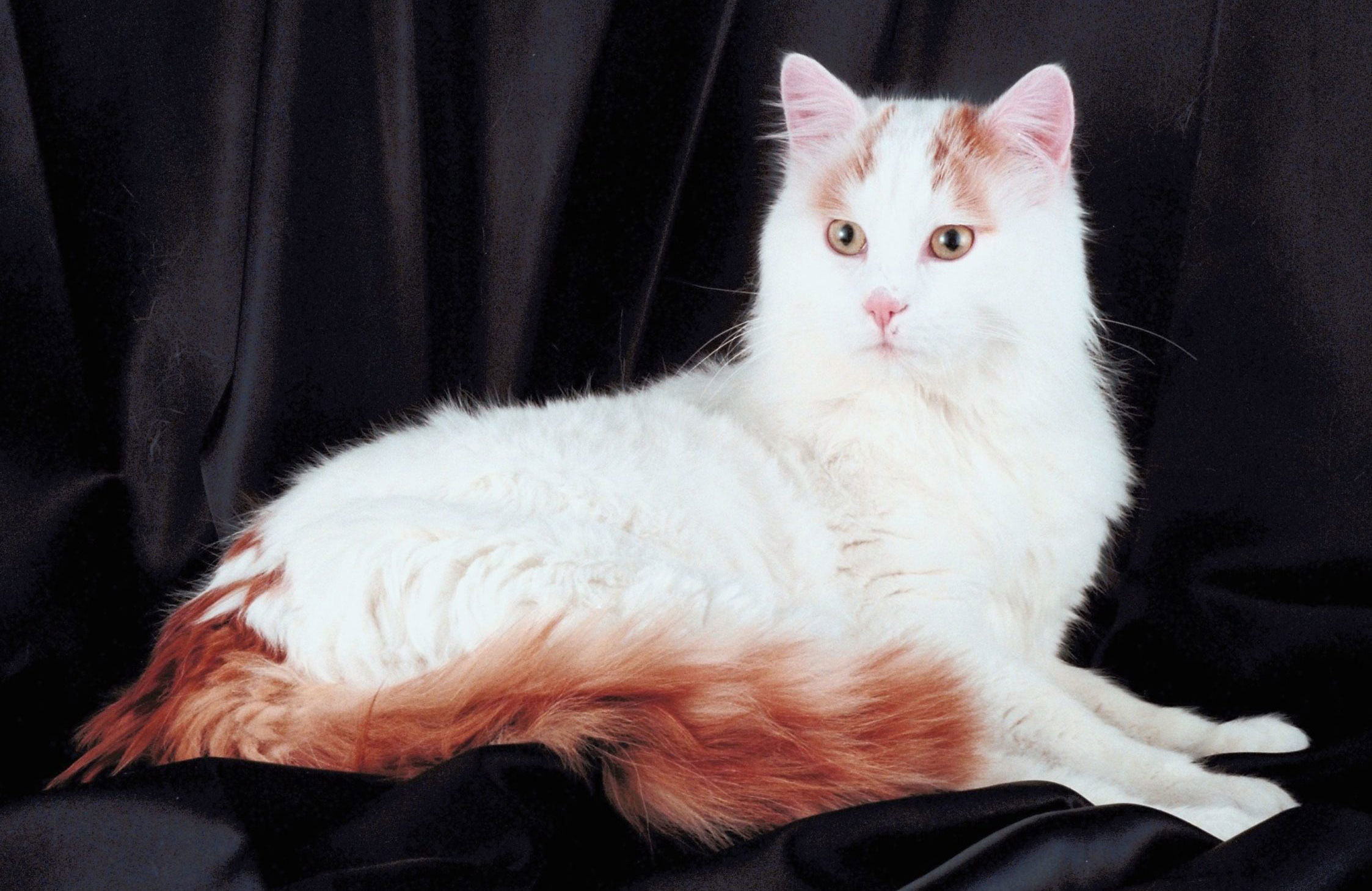 Turkish Van