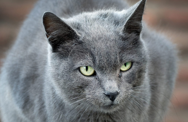 Russian Blue