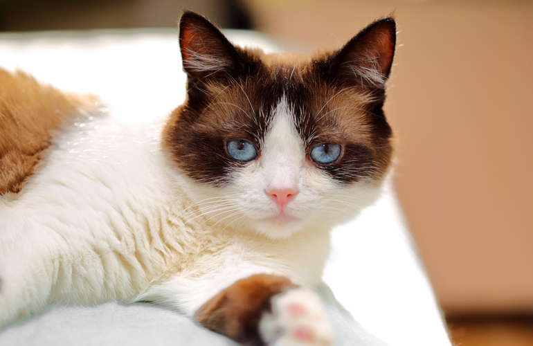Snowshoe