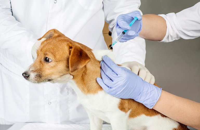 Shelter dogs have had their shots