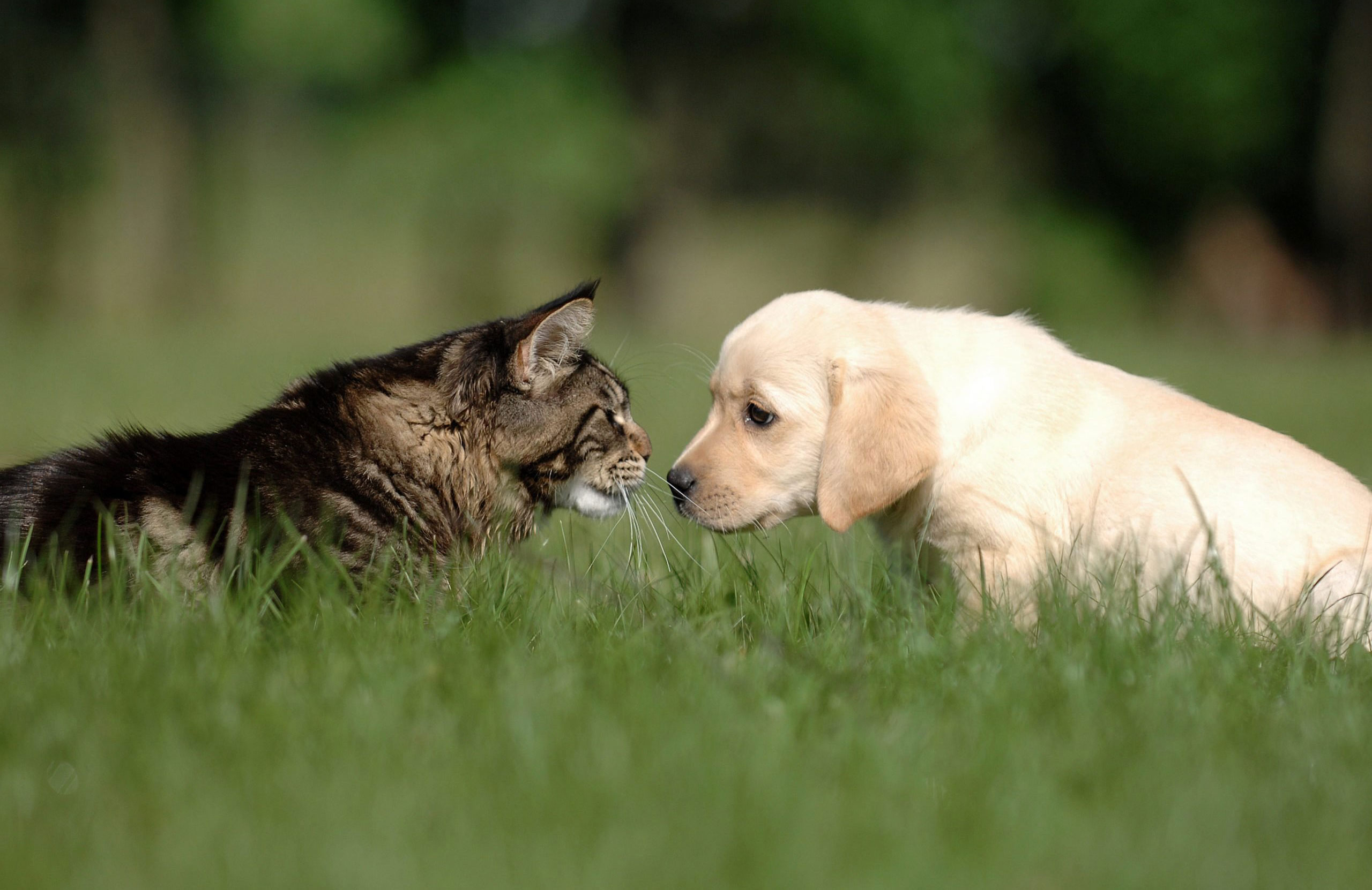 Paws-off introductions