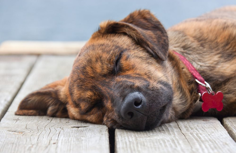 Dogs are routinely microchipped