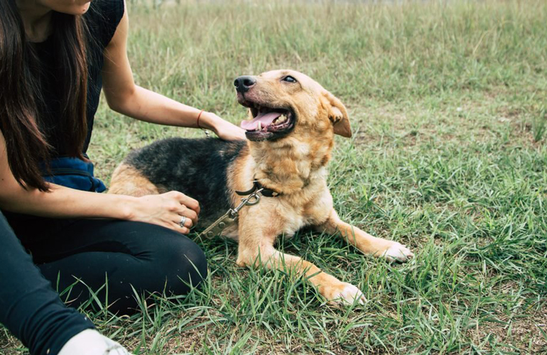 Even if you’re not ready to adopt a dog, you can spend time with them by volunteering at a shelter