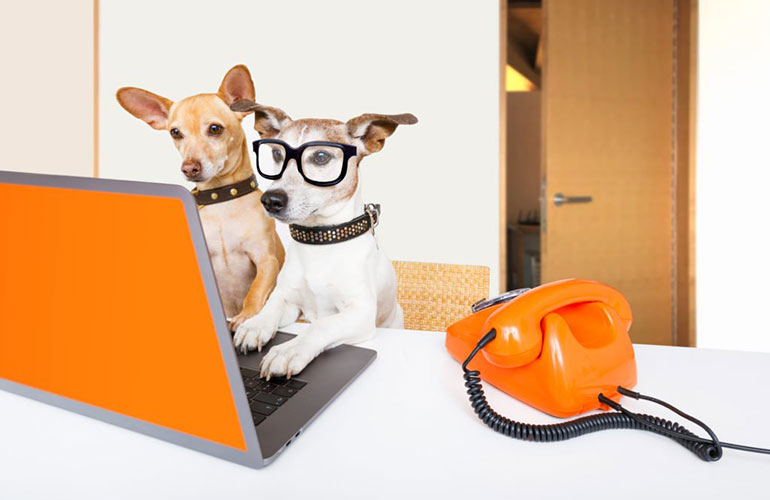 Dogs can learn more than 1,000 words