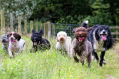 50 fun facts about dogs